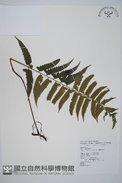 鋸齒雙蓋蕨、線葉雙蓋蕨、刺鱗雙蓋蕨藏品圖，第1張