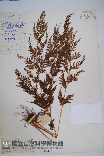 烏蕨藏品圖，第1張