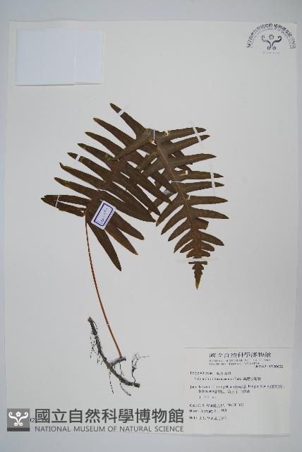 臺灣水龍骨藏品圖，第1張