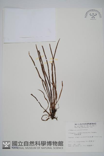 姬書帶蕨藏品圖，第1張