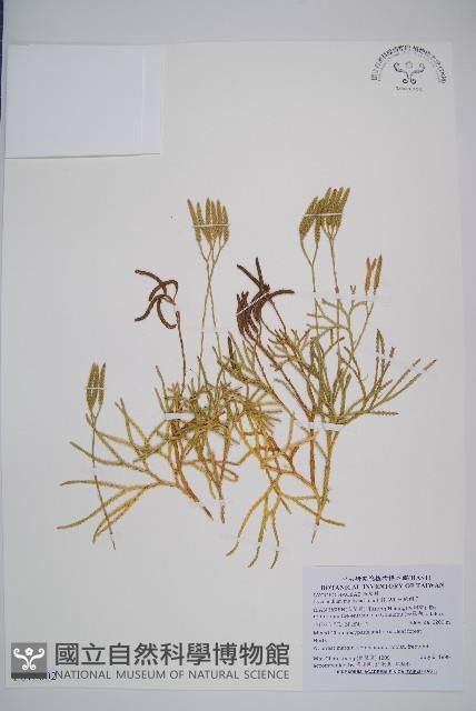 地刷子、多穗石松藏品圖，第1張