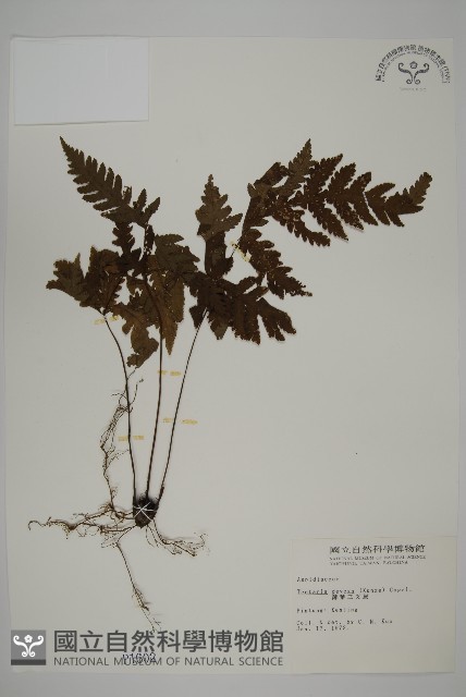 薄葉三叉蕨藏品圖，第1張