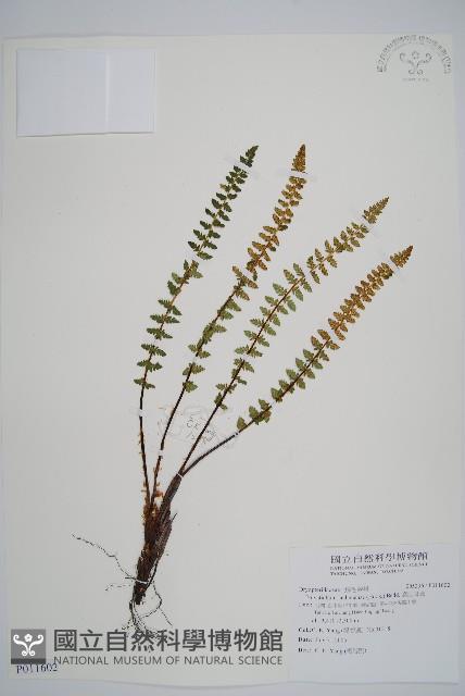 高山耳蕨藏品圖，第1張