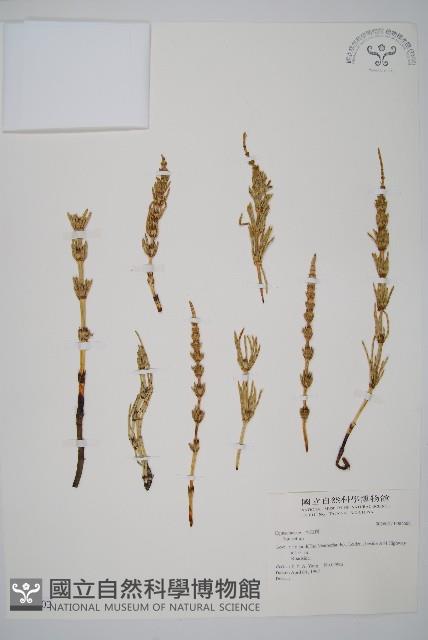 登錄號:P004602藏品圖，第1張