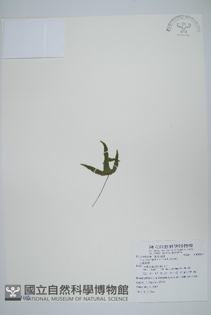三葉茀蕨藏品圖，第1張