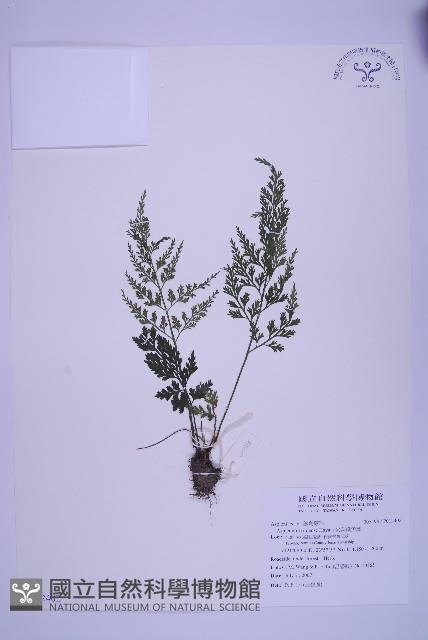 尖葉鐵角蕨藏品圖，第1張