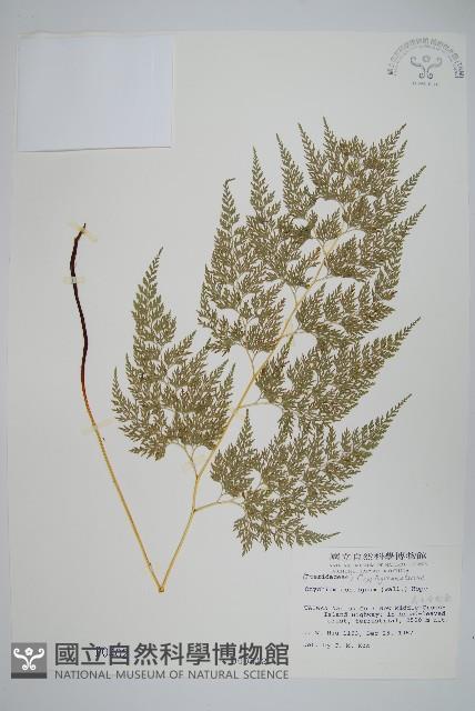 高山金粉蕨藏品圖，第1張