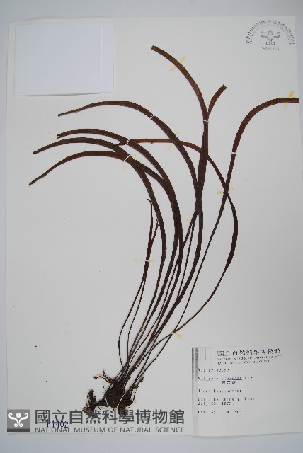 書帶蕨藏品圖，第1張