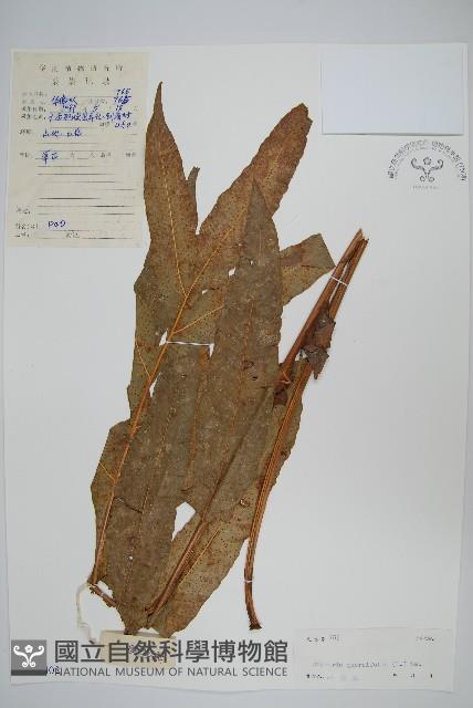 團葉槲蕨藏品圖，第1張