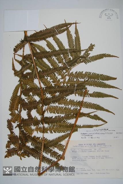 斜葉金星蕨藏品圖，第1張