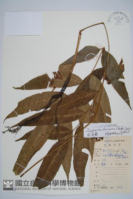 細柄雙蓋蕨藏品圖，第1張