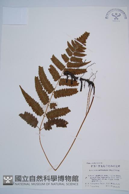 江南短腸蕨藏品圖，第1張