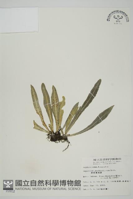 叢葉鐵角蕨藏品圖，第1張