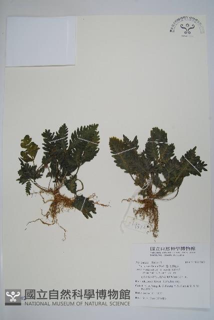 翅柄鳳尾蕨藏品圖，第1張