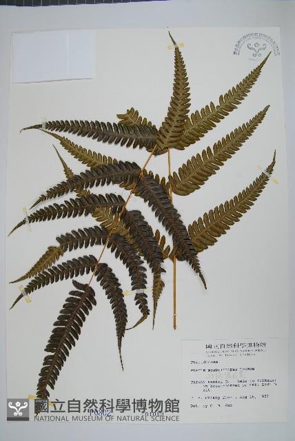 紅柄鳳尾蕨藏品圖，第1張