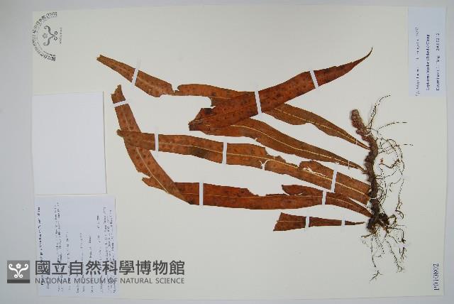 兩色瓦葦藏品圖，第1張