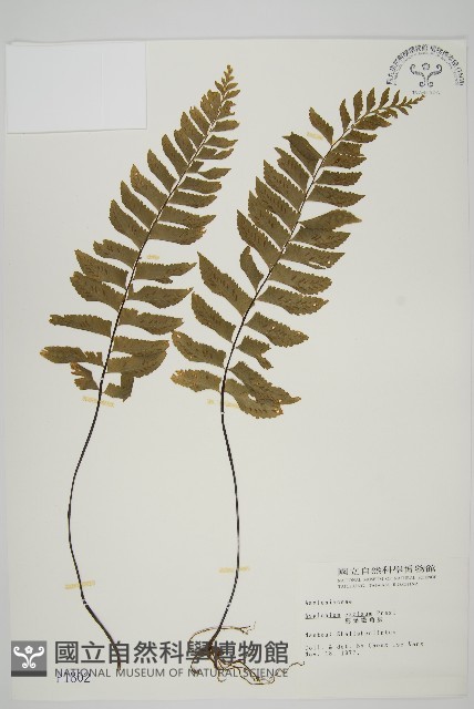 剪葉鐵角蕨藏品圖，第1張