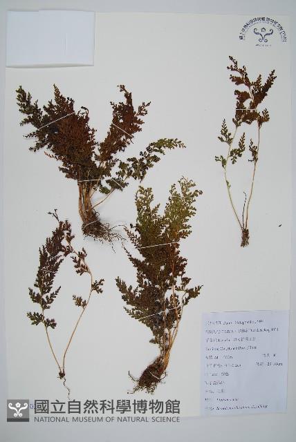 烏蕨藏品圖，第1張