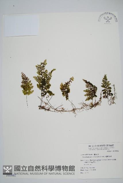細葉蕗蕨藏品圖，第1張