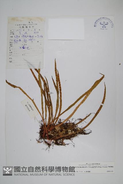 長瓦葦藏品圖，第1張