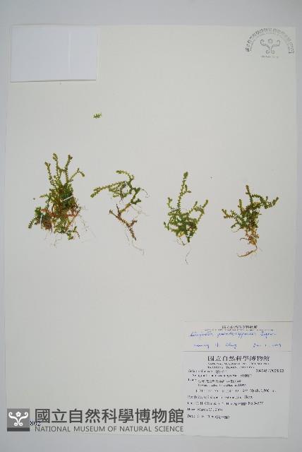 擬日本卷柏藏品圖，第1張