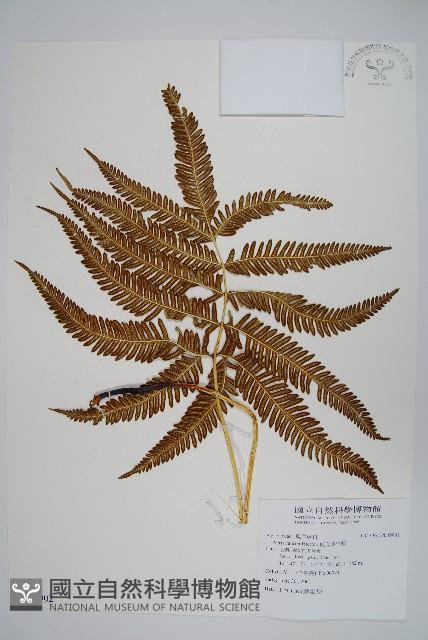 傅氏鳳尾蕨藏品圖，第1張