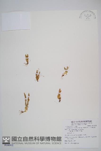 蛇足石杉、千層塔藏品圖，第1張