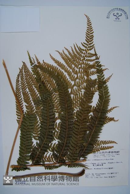 粗毛鱗蓋蕨藏品圖，第1張