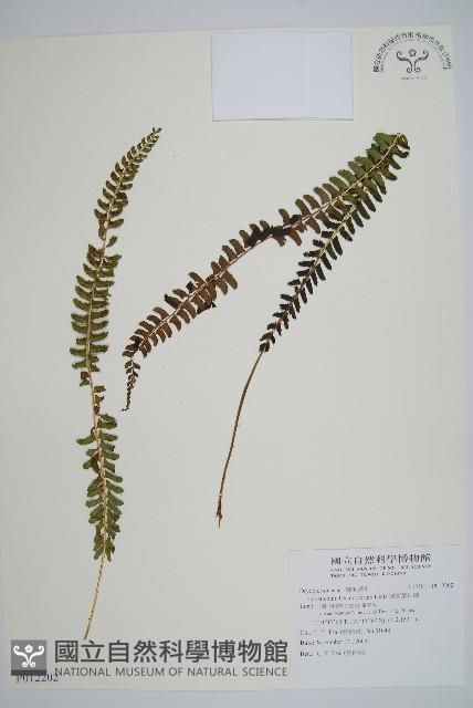 鋸齒葉耳蕨藏品圖，第1張