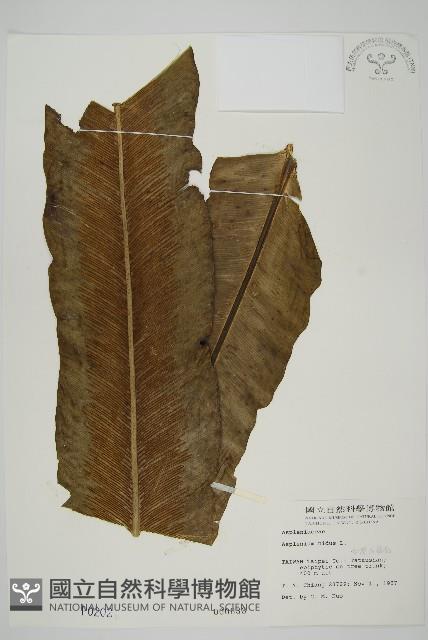 臺灣山蘇花藏品圖，第1張