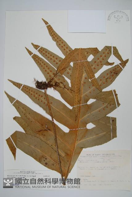 海岸星蕨藏品圖，第1張