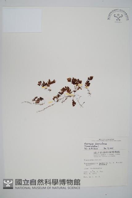 厚壁蕨藏品圖，第1張