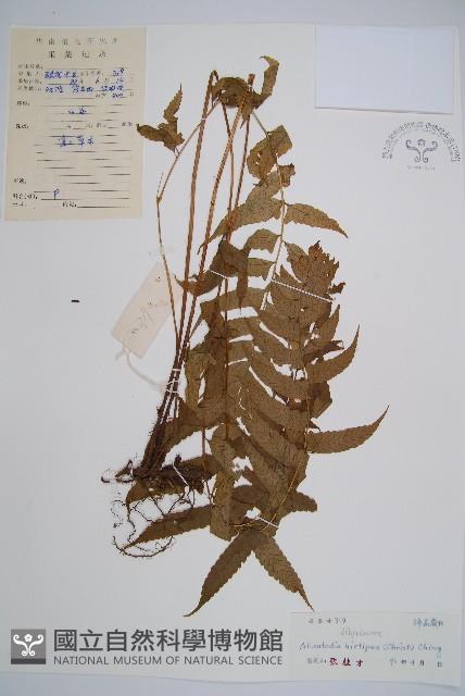 鱗軸短腸蕨藏品圖，第1張