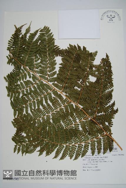 柄囊蕨藏品圖，第1張