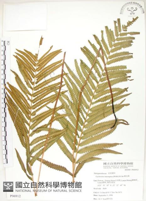 鐵毛蕨、毛蕨藏品圖，第1張