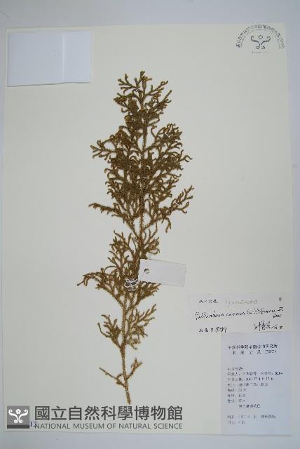 燈龍草藏品圖，第1張