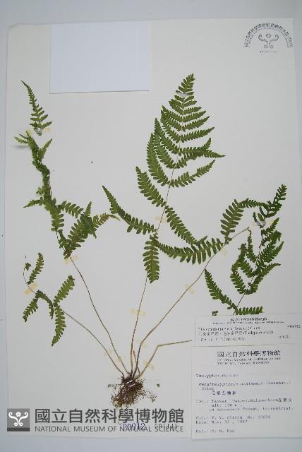 烏來金星蕨、毛柄金星蕨藏品圖，第1張