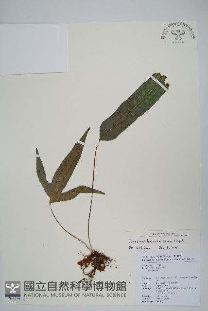 三葉茀蕨藏品圖，第1張