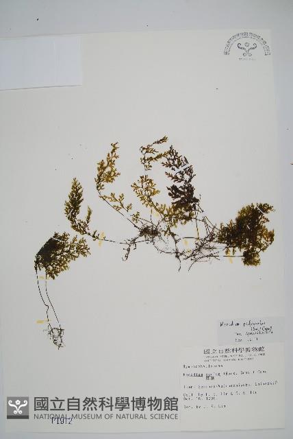 細葉蕗蕨藏品圖，第1張