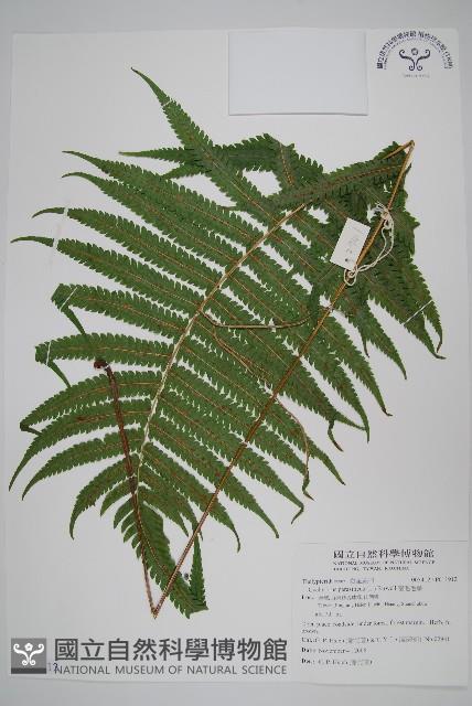 密毛毛蕨藏品圖，第1張