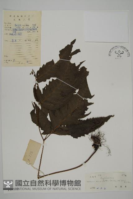 三叉蕨藏品圖，第1張