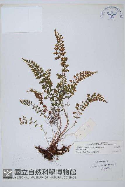 鈍齒鐵角蕨藏品圖，第1張