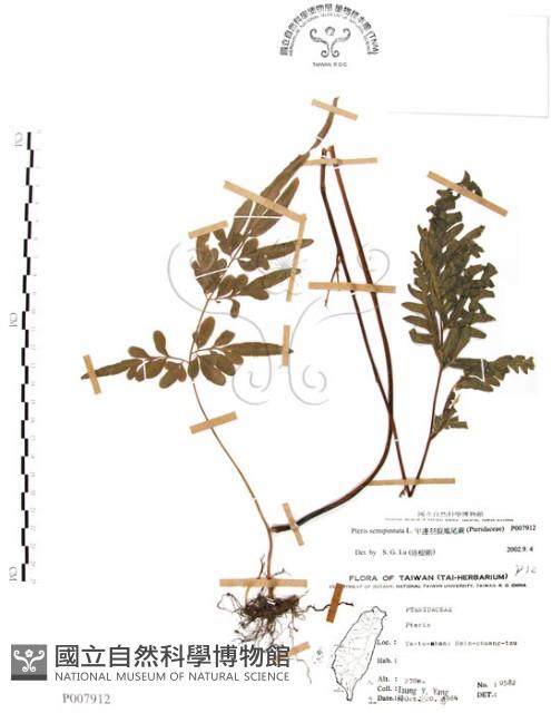 半邊羽裂鳳尾蕨藏品圖，第1張