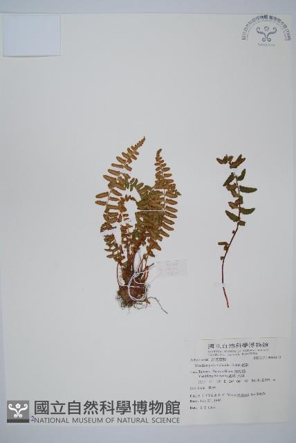 岩蕨藏品圖，第1張