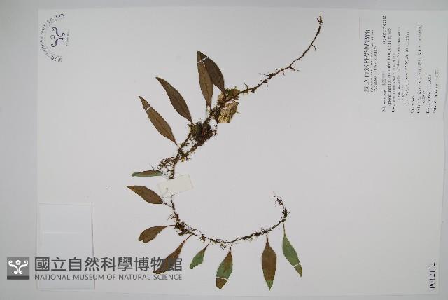 骨牌蕨藏品圖，第1張