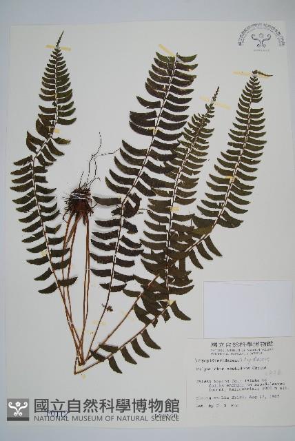 臺東耳蕨藏品圖，第1張