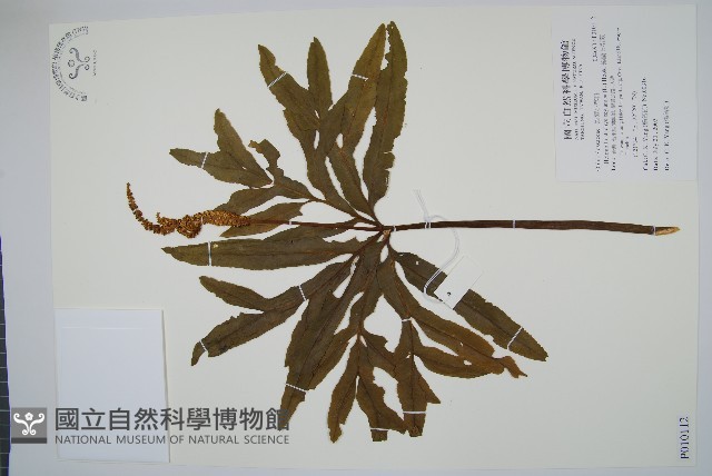 錫蘭七指蕨藏品圖，第1張
