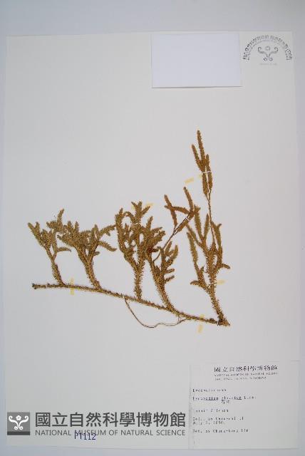 石松藏品圖，第1張