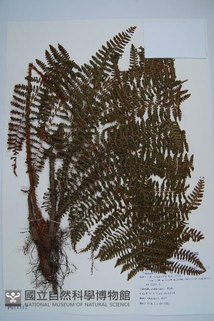 柄囊蕨藏品圖，第1張