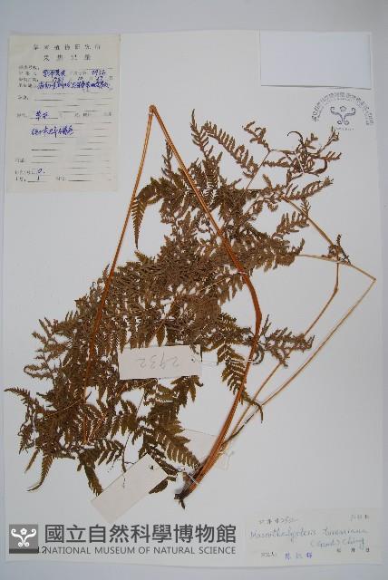 普通針毛蕨藏品圖，第1張